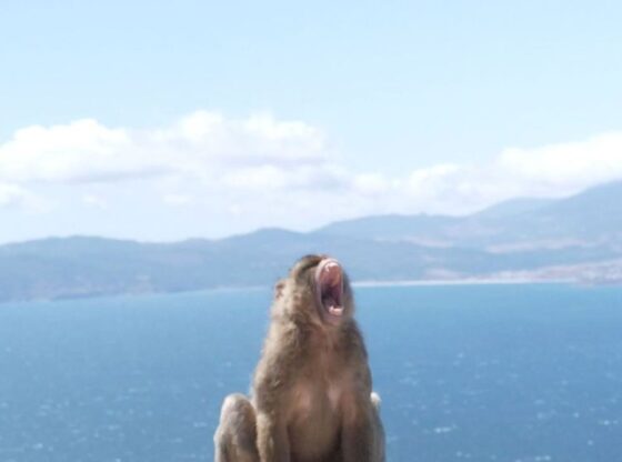 A monkey with its mouth wide open, overlooking a body of water and distant mountains.