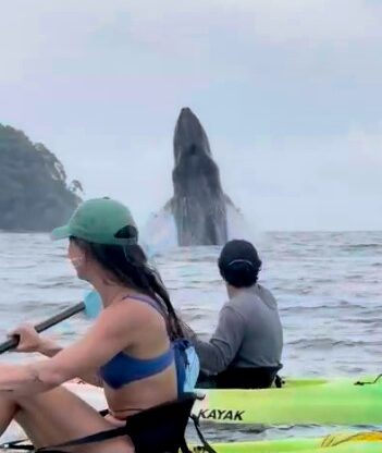 Two kayakers watch a whale breach in the ocean.