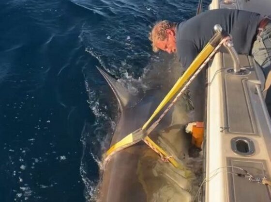 A large white shark with a tracking tag next to a boat with two men.