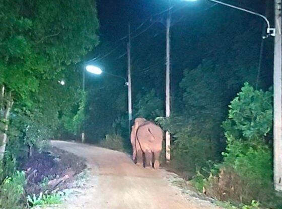 Elephant walking down a street at night.