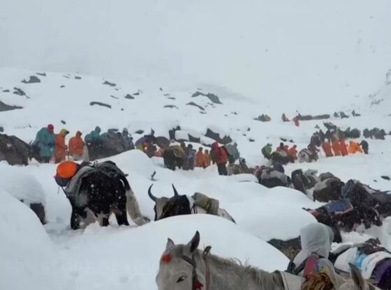 Villagers with oxen and horses ascend a snow-covered Mount Everest to rescue trapped hikers.