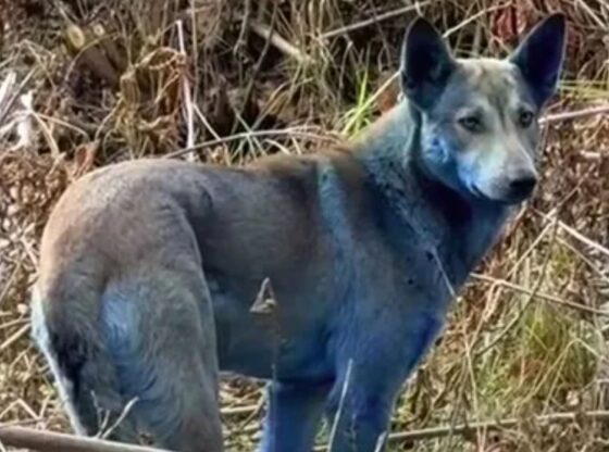 An image collage containing 1 images, Image 1 shows VIDEO: Dogs in Chernobyl are turning BLUE