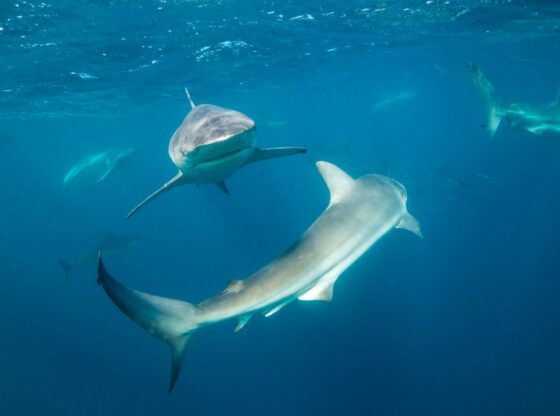 Sharks and dolphins underwater, competing for food.
