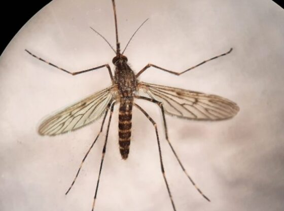 A mosquito from the Culiseta annulata species.